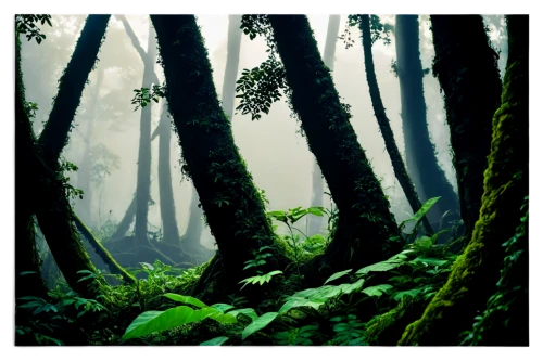 foggy forest,aaa,green forest,forests,forest floor,elven forest,forest landscape,old-growth forest,tropical and subtropical coniferous forests,the forests,forest background,forest,beech forest,forest dark,rain forest,the forest,mixed forest,valdivian temperate rain forest,yakushima,rainforest,Art,Artistic Painting,Artistic Painting 37