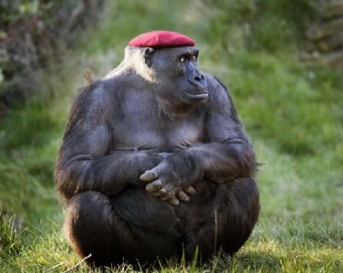 bleeding-heart baboon,red cap,the blood breast baboons,baboon,red hat,the thinker,mandrill,rhesus macaque,crab-eating macaque,primate,barbary monkey,thinker,chimp,macaque,thinking man,gorilla,barbary ape,ape,barbary macaque,orang utan