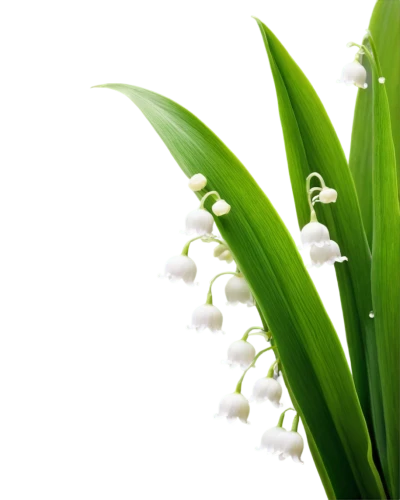 lily of the valley,lily of the field,doves lily of the valley,lilly of the valley,lilies of the valley,lily of the desert,convallaria,lily of the nile,madonna lily,flowers png,jonquils,white grape hyacinths,spring onion,easter lilies,fragrant flowers,homeopathically,white flowers,garden star of bethlehem,snowdrop,star-of-bethlehem,Illustration,Paper based,Paper Based 28
