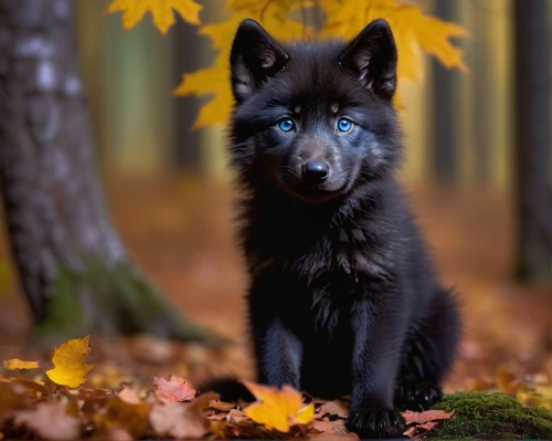 black norwegian elkhound,schipperke,black german shepherd,black shepherd,belgian shepherd,european wolf,belgian shepherd dog,german shepherd,norwegian elkhound,german shepherd dog,saarloos wolfdog,wolfdog,king shepherd,karelian bear dog,eurasier,greenland dog,carpathian shepherd dog,gray wolf,shiloh shepherd dog,bohemian shepherd,Illustration,Children,Children 01