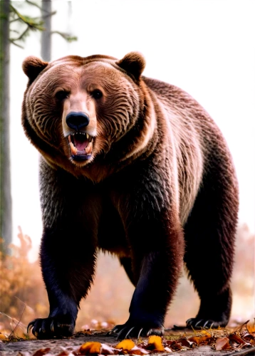 brown bear,nordic bear,kodiak bear,cute bear,grizzly bear,great bear,bear,bear kamchatka,grizzly,bear guardian,brown bears,american black bear,scandia bear,cub,buffalo plaid bear,grizzlies,bear market,bears,bear bow,kodiak,Conceptual Art,Daily,Daily 05