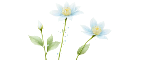 flowers png,minimalist flowers,snowdrop anemones,calochortus,flower illustration,white cosmos,autumnalis,gentiana,flower illustrative,illustration of the flowers,garden star of bethlehem,grass lily,avalanche lily,madonna lily,mountain bluets,white lily,tulip white,snowdrop,star-of-bethlehem,chicory,Unique,Design,Sticker
