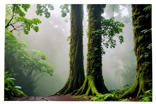 valdivian temperate rain forest,tropical and subtropical coniferous forests,aaa,foggy forest,old-growth forest,rain forest,green forest,beech forest,yakushima,deciduous forest,paparoa national park,forest path,forest landscape,rainforest,elven forest,foggy landscape,forests,forest tree,forest background,redwoods,Art,Classical Oil Painting,Classical Oil Painting 20