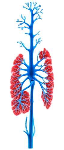 lungs,lung cancer,renal,kidney,lung,computed tomography,connective tissue,copd,aorta,ventilate,metastases,circulatory,circulatory system,magnetic resonance imaging,medical illustration,lung ching,medical imaging,reflex foot kidney,ventilator,vascular plant,Art,Artistic Painting,Artistic Painting 07