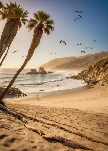 beach landscape,pacific coastline,beautiful beaches,california,beach scenery,pismo beach,baja california sur,pigeon point,sand coast,mountain beach,beautiful beach,dream beach,laguna beach,pacific coast highway,sour golden coast,coastal landscape,cliff beach,sunrise beach,oceanside,sandy beach,Illustration,Realistic Fantasy,Realistic Fantasy 02