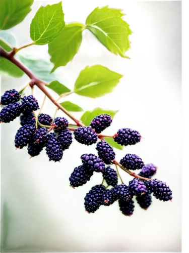 elder berries,elderberry,elderberries,red mulberry,black berries,wild berries,elderberry scrub cotton,blackcurrants,black currants,viburnum,blackberries,grape seed extract,black currant,boysenberry,currant decorative,crowberry,bilberry,currant berries,berry fruit,berries,Photography,Documentary Photography,Documentary Photography 30