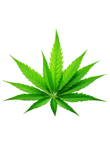 cannabidiol,custody leaf,mape leaf,weed,cannabinol,mugwort,green leaf,marijuiana,leaf background,jungle leaf,patrol,420,broadleaf,pot,tropical leaf,medicinal plant,buy weed canada,maple leaf,fan leaf,flatweed,Illustration,Vector,Vector 14