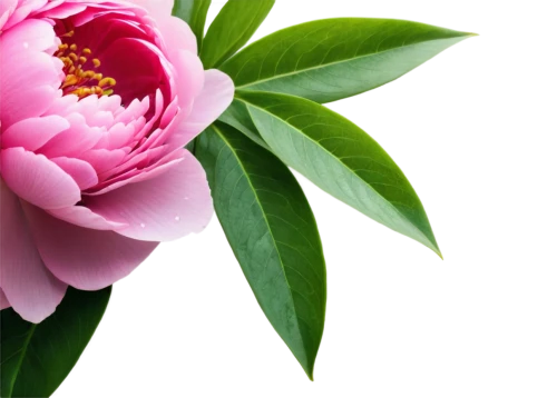 peony pink,pink peony,common peony,chinese peony,peony,flowers png,peonies,pink lisianthus,wild peony,peony bouquet,japanese camellia,pink floral background,flower background,camellia blossom,peony frame,camellias,floral digital background,paper flower background,flower opening,pink magnolia,Photography,Documentary Photography,Documentary Photography 37