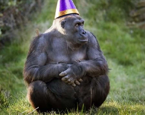 party hat,birthday hat,party animal,party hats,birthdays,birthday template,common chimpanzee,birthday party,happy birthday balloons,funny animals,birthday greeting,birthday independent,chimpanzee,animals play dress-up,chimp,celebes crested macaque,birthday,happy birthday,primate,to celebrate