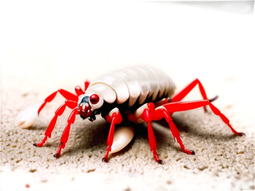 arthropod,isopod,gammarus,crustacean,the beach crab,scorpio,common yabby,crayfish,arthropods,hermit crab,mantis shrimp,the crayfish 2,crayfish 1,river crayfish,amphipoda,oriental cockroach,fiddler crab,freshwater crayfish,cockroach,termite,Illustration,Realistic Fantasy,Realistic Fantasy 19