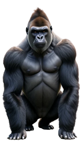 gorilla,ape,kong,silverback,king kong,primate,gorilla soldier,orang utan,chimp,cleanup,war monkey,png image,great apes,bodybuilding,bongo,strongman,orangutan,baboon,body building,cougnou,Conceptual Art,Fantasy,Fantasy 03