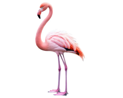 pink flamingo,flamingo,greater flamingo,two flamingo,flamingos,flamingo couple,bird png,flamingo pattern,lawn flamingo,pink flamingos,flamingoes,cuba flamingos,flamingo with shadow,pink vector,crane-like bird,grey neck king crane,magenta,pink quill,pink background,pubg mascot,Conceptual Art,Fantasy,Fantasy 30