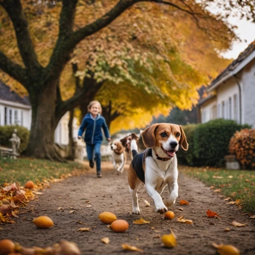 autumn walk,fall animals,walking dogs,autumn chores,autumn in the park,autumn background,treeing walker coonhound,autumn theme,pet vitamins & supplements,kooikerhondje,welsh springer spaniel,golden autumn,autumn day,dog photography,dog running,autumn mood,to collect chestnuts,autumn photo session,running dog,in the fall,Photography,General,Cinematic