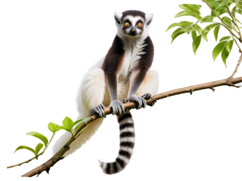 ring-tailed,madagascar,lemur,cercopithecus neglectus,ring tailed lemur,lemurs,colobus,indri,mustelidae,sifaka,mustelid,leuconotopicus,coatimundi,tamarin,circus aeruginosus,north american raccoon,kalimantan,gibbon 5,lophophanes cristatus,merops ornatus,Art,Classical Oil Painting,Classical Oil Painting 26