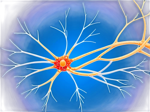 neurons,nerve cell,neural pathways,axons,neurology,neural network,neurotransmitter,neurath,synapse,electrophysiology,brain icon,acetylcholine,magnetic resonance imaging,connective tissue,receptor,cerebrum,core web vitals,circulatory system,self hypnosis,artificial hair integrations,Unique,Design,Blueprint