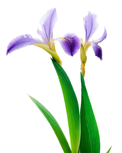 flowers png,algerian iris,iris japonica,irises,iris versicolor,wild iris,iris,purple irises,swamp iris,tulipan violet,laelia,pontederia,white with purple,spathoglottis,flower background,violet tulip,gladiolus,flower purple,laelia crispa,iris reticulata,Illustration,Vector,Vector 14