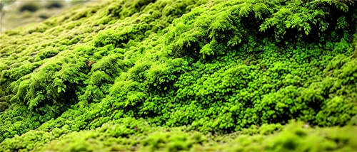 forest moss,green wallpaper,tree moss,moss,green forest,aaa,caulerpa,green waterfall,green trees with water,green landscape,intensely green hornbeam wallpaper,hornwort,coniferous forest,green trees,chlorophyll,green background,fir forest,forest background,algae,moss saxifrage,Illustration,Abstract Fantasy,Abstract Fantasy 04