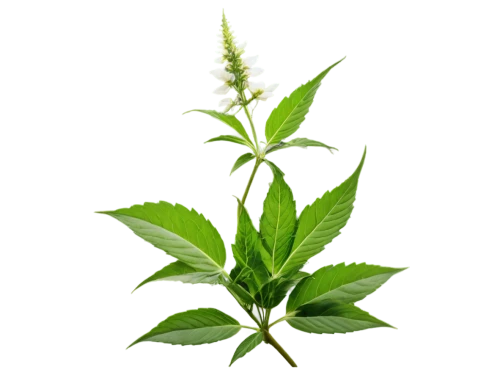 motherwort,stevia rebaudiana,stevia,mugwort,japanese mugwort,indian nettle,tulsi,ruprecht herb,citronella,gypsywort,mentha,lemon beebalm,dulcimer herb,nettle leaves,aromatic plant,ocimum tenuiflorum,alternanthera,medicinal plant,stinging nettle,morinda citrifolia,Art,Artistic Painting,Artistic Painting 07