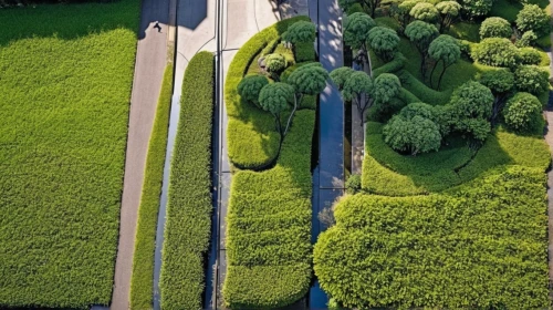 dji agriculture,tree lined lane,aerial landscape,drone image,hedge,tree-lined avenue,tree lined,row of trees,green trees,aerial photography,landscape designers sydney,landscape plan,bushes,drone view,clipped hedge,trees with stitching,dji spark,bird's-eye view,drone photo,grass roof,Photography,General,Realistic
