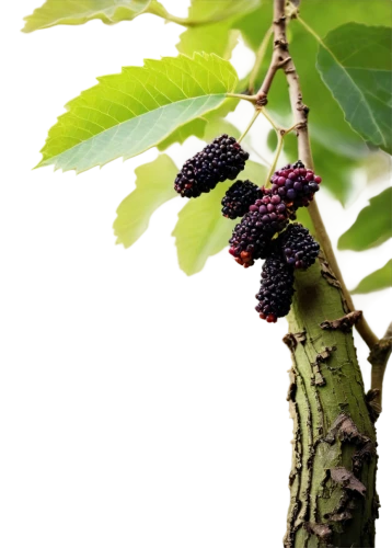 red mulberry,elder berries,white mulberry,coffee fruits,elderberry,smooth sumac,ripe berries,currant branch,grape seed extract,sorbus intermedia,elderberries,tree fruit,black berries,phytolacca americana,berry fruit,sorbus aucuparia,sumac,wild berries,mulberry,jabuticaba,Conceptual Art,Fantasy,Fantasy 08