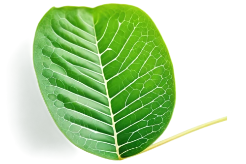 mape leaf,walnut leaf,magnolia leaf,tropical leaf,custody leaf,coconut leaf,fig leaf,fan leaf,bay-leaf,chestnut leaf,jungle leaf,mammoth leaf,tree leaf,leaf background,leaf structure,bay leaf,leaf,bo leaf,green leaf,leaf vegetable,Art,Artistic Painting,Artistic Painting 08