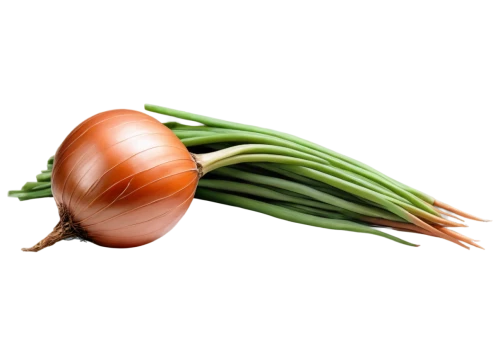 bulgarian onion,persian onion,red garlic,welsh onion,onion bulbs,shallot,pearl onion,red onion,onion,clove garlic,scallion,hardneck garlic,sweet garlic,head of garlic,onions,chinese garlic,rosy garlic,still life with onions,cultivated garlic,garlic bulb,Photography,Fashion Photography,Fashion Photography 25