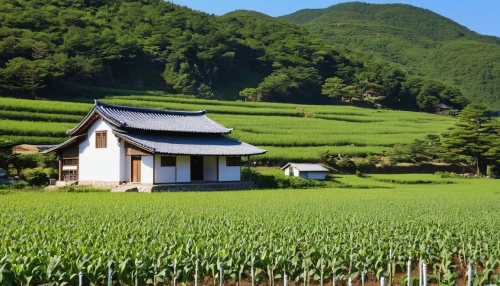 yamada's rice fields,ricefield,rice fields,rice field,shirakawa-go,japan landscape,the rice field,shimane peninsula,beautiful japan,rice cultivation,rice paddies,kumano kodo,rural landscape,hokkaido,japanese architecture,home landscape,green landscape,japanese mountains,rice terrace,paddy field,Photography,General,Realistic