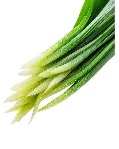 spring onion,spring onions,scallion,celery stalk,leek,chinese celery,welsh onion,shrub celery,celery,green asparagus,celery plant,real celery,celtuce,celery tuber,chives,fennel,leek soup,garlic chives,asparagus,white onions,Illustration,Japanese style,Japanese Style 17