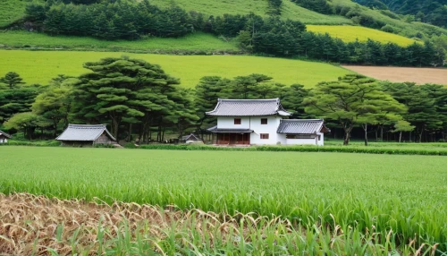 yamada's rice fields,rice field,rice fields,ricefield,the rice field,japan landscape,shirakawa-go,green landscape,rice paddies,rice cultivation,rice terrace,kumano kodo,hokkaido,paddy field,rural landscape,beautiful japan,shimane peninsula,home landscape,countryside,farm landscape,Photography,General,Realistic