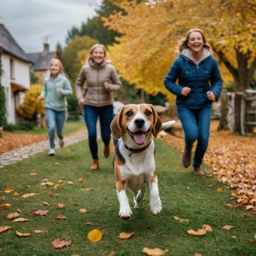 pet vitamins & supplements,walking dogs,dog running,walk with the children,livestock guardian dog,autumn walk,dog walking,running dog,dog walker,st bernard outdoor,dog photography,fall animals,schweizer laufhund,aaa,family dog,kooikerhondje,go for a walk,outdoor dog,go walkies,great pyrenees,Photography,General,Cinematic