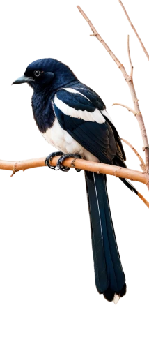 black billed magpie,eurasian magpie,butcherbird,pied butcherbird,broadbill,magpie,pied starling,white-winged widowbird,belted kingfisher,sterna hirundo,europeon pied fly catcher,australian magpie,malabar pied hornbill,oriental pied hornbill,lesser pied hornbill,white-crowned,pied triller,scrub jay,corvus monedula,piciformes,Illustration,Paper based,Paper Based 16