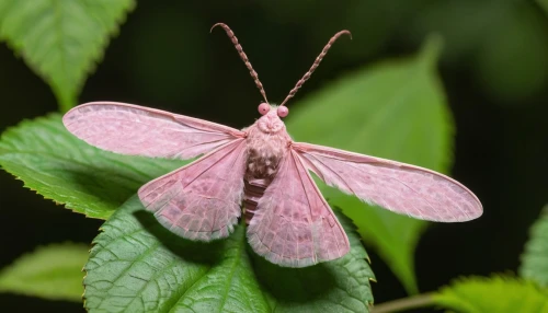 willow-herb-hawk-moth,pink butterfly,small elephant hawkmoth,ribbon winged lacewing,regal moth,pieris rapae,lymantriidae,silver-striped- hawk-moth,lepidoptera,eremopterix nigriceps,melanargia galathea,callophrys,common jezebel,butterfly moth,melanargia,gypsy moth,hawkmoth,boxwood moth,eumenidae,common tormentil,Illustration,Retro,Retro 17