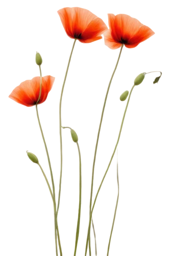 flowers png,klatschmohn,poppy flowers,poppies,coquelicot,minimalist flowers,red poppies,a couple of poppy flowers,poppy plant,red poppy,papaver,corn poppies,iceland poppy,poppy family,floral poppy,poppy flower,remembrance day,defense,oriental poppy,anemones,Illustration,Abstract Fantasy,Abstract Fantasy 03