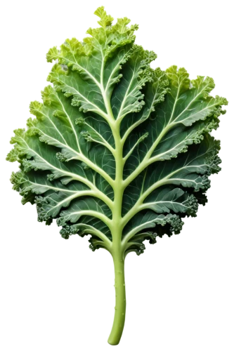 rapini,kale,lacinato kale,romaine,pak-choi,brassica,brocoli broccolli,leaf vegetable,sea kale,cabbage leaves,broccoflower,brassica oleracea var,brassica rapa,savoy cabbage,cabbage,chinese cabbage,romaine lettuce,cleanup,a vegetable,iceburg lettuce,Photography,Artistic Photography,Artistic Photography 02