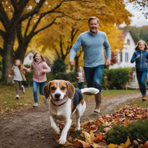 treeing walker coonhound,walking dogs,walk with the children,autumn walk,pet vitamins & supplements,dog walker,fall animals,dog walking,american foxhound,family dog,autumn in the park,dog running,dog photography,running dog,walk in a park,hound trailing,basset hound,pet adoption,english coonhound,welsh springer spaniel,Photography,General,Cinematic