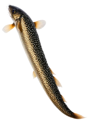 northern pike,fjord trout,oncorhynchus,cutthroat trout,coastal cutthroat trout,gar,pickerel,brown trout,trout breeding,pike,trout,freshwater fish,rainbow trout,carp tail,capelin,common carp,acanthorhynchus tenuirostris,cichla,fish oil,tobaccofish,Illustration,Japanese style,Japanese Style 18