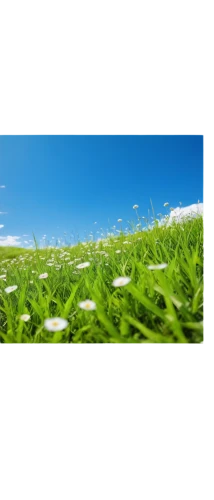 artificial grass,meadow fescue,quail grass,panorama from the top of grass,wheat germ grass,green grass,block of grass,golf course grass,halm of grass,artificial turf,grass,grassland,girl lying on the grass,grass grasses,lawn,green lawn,trembling grass,blades of grass,long grass,high grass,Photography,Documentary Photography,Documentary Photography 09