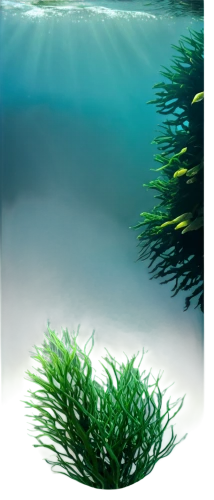 aquatic herb,aquatic plant,underwater landscape,aquatic plants,underwater background,sea arrowgrass,hornwort,sea lettuce,water spinach,sea aster,freshwater aquarium,fennel pondweed,charophyta,marine tank,seaweed,aquarium fish feed,fish tank,water scape,shallows,aquarium decor,Conceptual Art,Fantasy,Fantasy 07