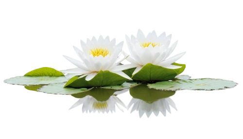 fragrant white water lily,water lily plate,lotus on pond,white water lilies,white water lily,lotus png,lotus flowers,water lotus,lotus leaf,lotus ffflower,lotus leaves,waterlily,lotus plants,lotuses,water lilies,flower of water-lily,water lilly,lotus flower,lotus effect,lotus,Art,Classical Oil Painting,Classical Oil Painting 32