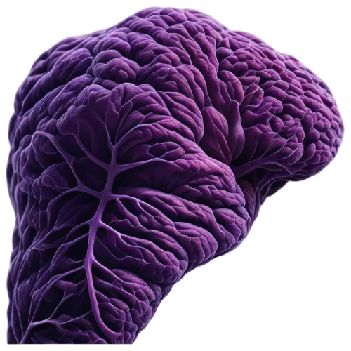 cerebrum,red cabbage,human brain,brain icon,brain structure,brain,neurath,cockscomb,cabbage,isolated product image,mitochondrion,mandelbulb,computed tomography,brassica,savoy cabbage,polyp,connective tissue,synapse,cruciferous vegetables,anti-cancer mushroom,Illustration,Paper based,Paper Based 21