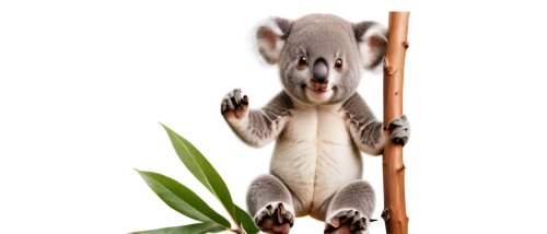 marsupial,mustelid,sugar glider,common opossum,ring-tailed,eucalyptus,mustelidae,palm squirrel,luwak,possum,cangaroo,virginia opossum,schleich,mouse lemur,madagascar,african bush squirrel,koala,koalas,opossum,macropus rufogriseus,Photography,Documentary Photography,Documentary Photography 35