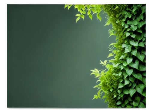 intensely green hornbeam wallpaper,green wallpaper,fern plant,ostrich fern,green border,leaf fern,green plants,liverwort,wall,ivy frame,parsley leaves,green leaves,ferns,aaa,background ivy,green plant,spring leaf background,aa,green background,vintage anise green background,Illustration,Realistic Fantasy,Realistic Fantasy 05