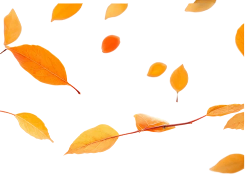 leaf background,autumn background,autumn leaf paper,spring leaf background,autumn icon,autumnal leaves,leaves in the autumn,autumn foliage,autumn theme,birch tree background,autumn leaves,autumn leaf,autumn colouring,fall leaf,colored leaves,background vector,autumn pattern,fall leaves,fall foliage,banner,Illustration,Realistic Fantasy,Realistic Fantasy 18