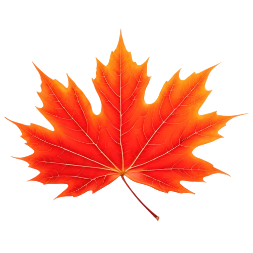 maple leaf red,red maple leaf,maple leaf,yellow maple leaf,leaf background,maple leave,maple foliage,maple leaves,red leaf,canadian flag,leaf maple,fall leaf,leaf rectangle,autumn leaf paper,autumn leaf,thunberg's fan maple,fan leaf,fall leaf border,leaf border,maple shadow,Illustration,American Style,American Style 12