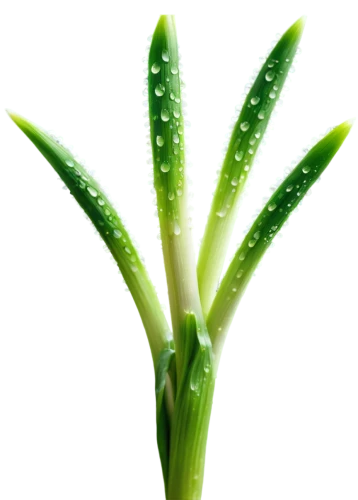 aloe vera,cleanup,aloe,spring onion,scallion,patrol,sansevieria,citronella,grass lily,plant stem,pineapple lily,aaa,celery stalk,celery plant,oil-related plant,coral aloe,flowers png,grape-grass lily,aquatic plant,green plant,Conceptual Art,Fantasy,Fantasy 26