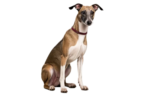 galgo español,italian greyhound,sighthound,whippet,lurcher,polish greyhound,greyhound,rampur greyhound,podenco canario,hanover hound,greyhound racing,saluki,pharaoh hound,mudhol hound,ac greyhound,dog illustration,silken windhound,bruno jura hound,great dane,american staghound,Illustration,Abstract Fantasy,Abstract Fantasy 15