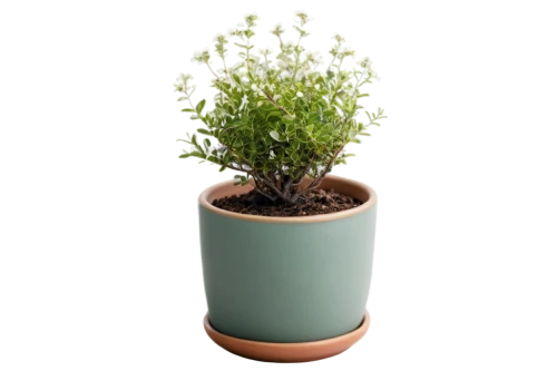 androsace rattling pot,plant pot,potted plant,garden pot,flower pot holder,flowerpot,container plant,terracotta flower pot,pot plant,flower pot,wooden flower pot,trifolium medium,evergreen candytuft,rockcress,salix mount aso,potted tree,garden cress,real thyme,galium,planter,Illustration,Realistic Fantasy,Realistic Fantasy 36