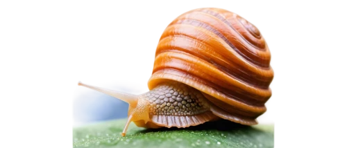 garden cone snail,banded snail,snail shell,garden snail,land snail,nut snail,gastropod,sea snail,snail,gastropods,marine gastropods,mollusk,whelk,mollusc,snails and slugs,anago,spiny sea shell,kawaii snails,snails,varroa,Conceptual Art,Fantasy,Fantasy 16