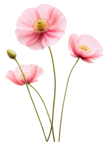 flowers png,pink poppy,klatschmohn,japanese anemones,bush anemone,poppy anemone,anemone japonica,pink anemone,poppy flowers,japanese anemone,genus anemone,cosmos flower,poppy plant,anemone honorine jobert,minimalist flowers,snowdrop anemones,papaver,anemone japan,anemones,pink floral background,Illustration,Children,Children 02