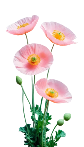 flowers png,pink poppy,klatschmohn,poppy flowers,poppy anemone,pink anemone,anemone japonica,poppy plant,anemones,snowdrop anemones,japanese anemones,anemone japan,iceland poppy,flower background,floral poppy,papaver,a couple of poppy flowers,bush anemone,anemone honorine jobert,corn poppies,Conceptual Art,Sci-Fi,Sci-Fi 28